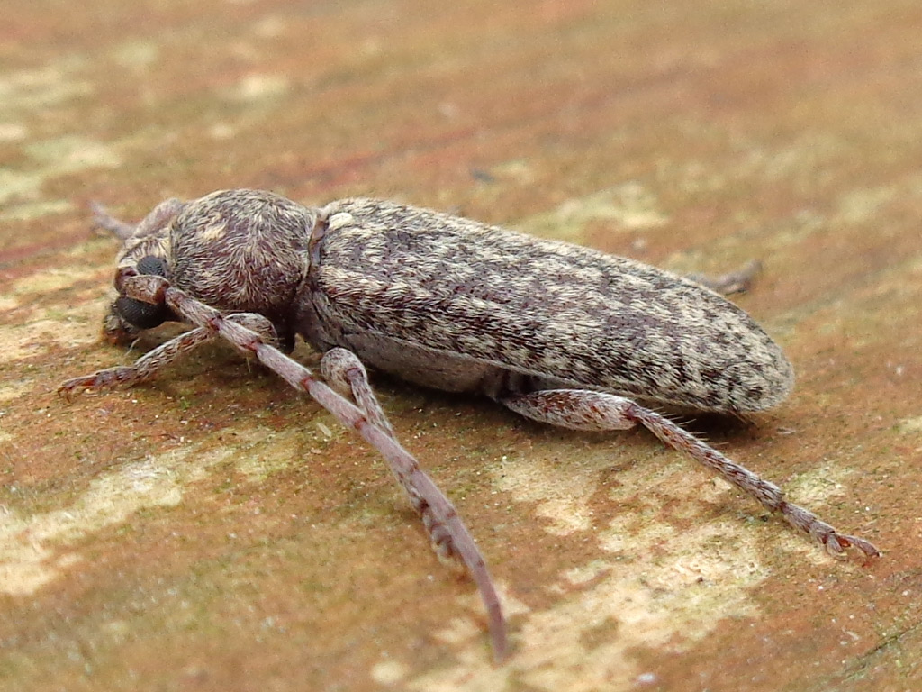 Cerambycidae: maschio di Trichoferus fasciculatus fasciculatus